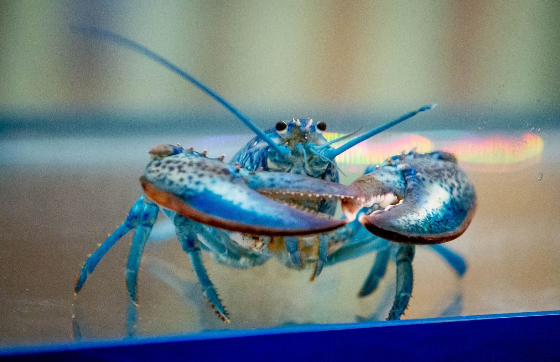 Lord Stanley the lobster